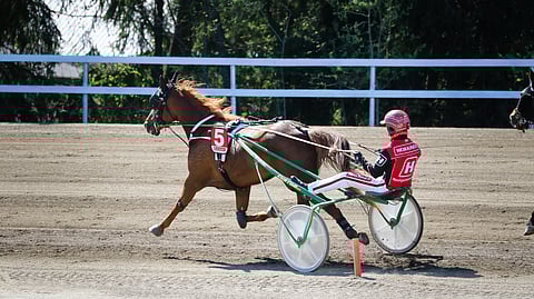 Tapio Mäki-Tulokkaan valmentama Perfect Chapman on ollut  kaikissa kahdeksassa viime startissaan neljän parhaan joukossa. 