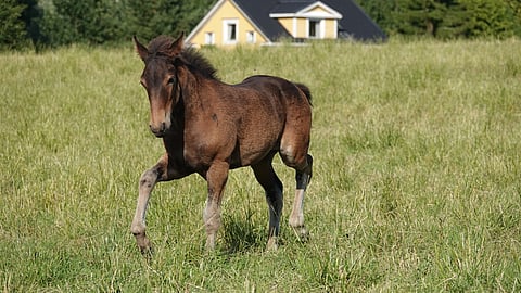 "Kaunis kuin karamelli", Kirsti Syvänen kuvailee Maisellia.