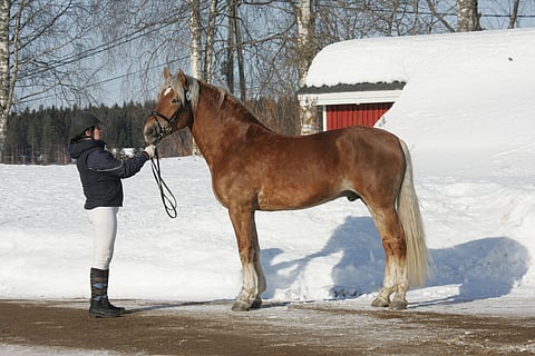 Veeran Taaveri vuonna 2010.