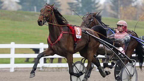 Kaksivuotias Callela Ellen havittelee lauantaina jo toista suurkilpailuvoittoa.