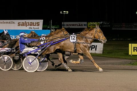 Jarmo Saarelan ohjastama Pate Pollea oli vahvuudessaan omaa luokkaansa Jokimaalla 10.11.2022.