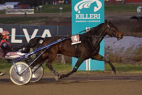 Santtu Raitala on ohjastanut Perchpondia kaikissa sen starteissa, eikä keskiviikko tee poikkeusta tähän.