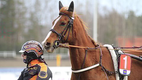 Ailahteleva mutta kyvykäs Bearway onnistuu joka toisessa kilpailussaan. Jos on taikauskoinen, niin tänään olisi menestyksen vuoro.