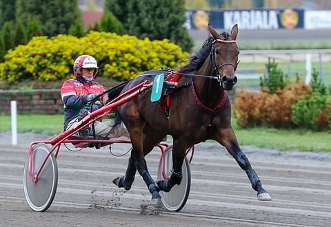Tapio Perttusella on tallissaan todellinen tilastokummajainen. MAS Evelyn on eniten tienannut Suomessa syntynyt lämminverinen, jonka voittotili on vielä avaamatta.