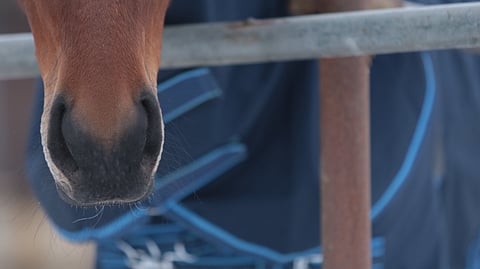 Kouluponin kieli amputoitiin - Tanskan liitto asetti elinikäiseen kilpailukieltoon