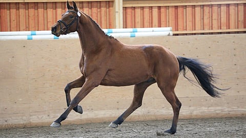 Tämä laukka sai arvosanan 9,5.