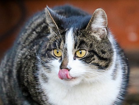 Someron Eläinapuyhdistyksen kissat saavat nyt joululahjoja. Kuvan kissa ei ole eläinsuojeluyhdistyksen huomassa.