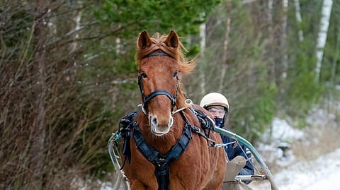 "Kotona Suvionni on jo mukava ajeltava, vielä muutama vuosi sitten ei ajeltu ilman obersekkiä", Juhani Inkinen kertoo.