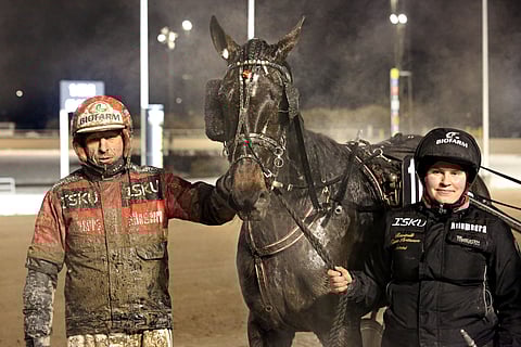 Tapio Perttusen valmentama ja Emmi Liskin hoitama Callela Alfa pystyy kotiradalla voittoon.