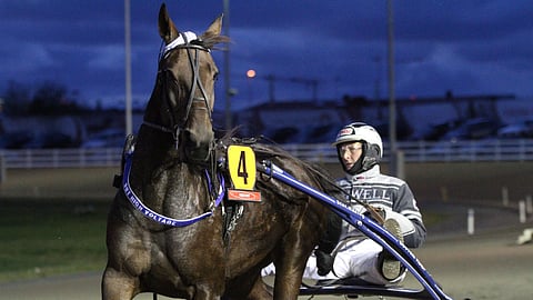 BWT High Voltagen siitosura jatkuu Ruotsin rekisterissä.