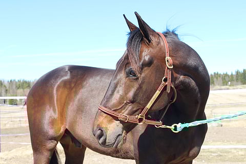 T.Rex esiteltiin Hevosurheilun kuukauden hevosena toukokuussa 2017. Hevonen päätti menestyksekkään uransa perjantaina 30.12.2022 voittoon.