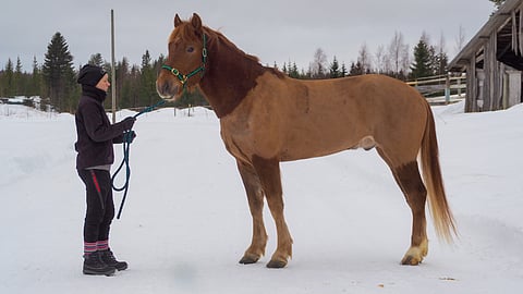 Kakkoskohteen varma Jussix on ollut Tenhusilla 3-vuotiaasta. Kuvassa ruuna poseeraa nelivuotiaana. 