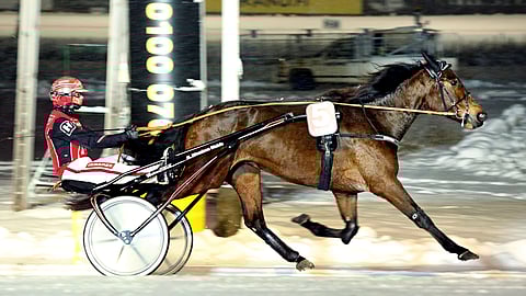 Kahden voiton putkessa olevalle Callela Ladybirdille haetaan varmistuksia ideavihjeessä.