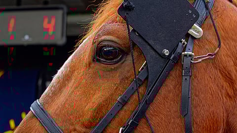 Moni Viking oli kahdeksas Prix de Belgiquessa. 