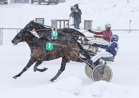 Kotiradan tamma Adrasthee (kuvassa numerolla 1) on ideavihjeen varmavalinta.