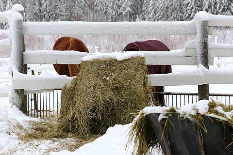 Markku Saastamoinen: Katse säilöheinän laatuun