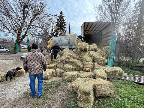 Heinä on hevosille tärkeintä.