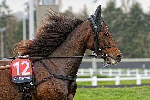 Ei Honey Mearasia Vincennesissä tänään. 