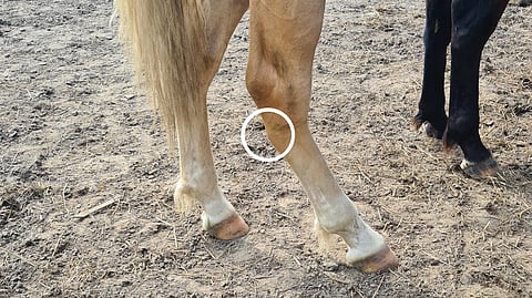 Jänispatti on tyypillisesti nuoren suomenhevosen vaiva.