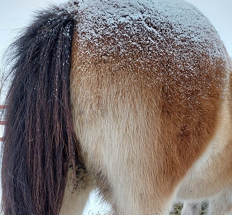 Likainen hännän vierus kertoo suoliston ongelmista.