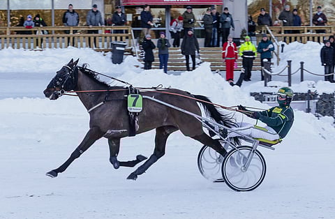 Kiikku´s Trooper voitti reilu viikko sitten Teivossa ravatun haastajadivisioonafinaalin hurjan esityksen jälkeen. 