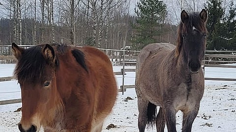 Kyllä se mustanpäistärikkö on. 