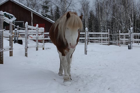 Riikin Taaleri pääsi tänään pitkästä aikaa ulos, mutta ei siitä sen enempää tarvinnut riehaantua. 