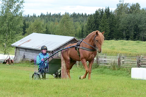 Vapperi on Tapio Mynttisen elämän hevonen.