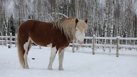 Kavio on kunnossa taas. 