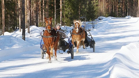4-vuotias Vappen ja sen emä Tasokas Terho Rautiaisen ja hänen tyttärensä Jenni Rautiaisen kanssa lenkillä.