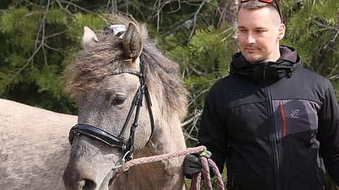 Juha Sistonen ja vuonna 2021 syntynyt kimo suomenhevonen Aaluva (Saran Sovitus-E.V. Hurmio).