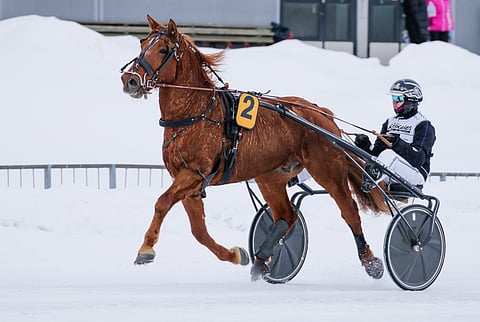 Tinderi on loistava talvihevonen.