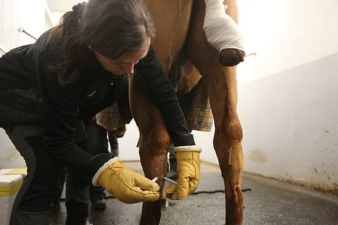 Näin operaatio nykyään tehdään, kevyesti rauhoitettuna, kylmäpolttamalla. 