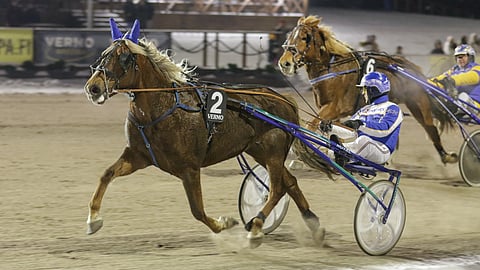 Tänä vuonna kun Tutun Impi ei ole  laukannut, on se aina ollut kolmen parhaan joukossa.