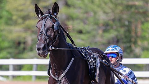 6-vuotias tamma Spritesine on ideavihjeen varma.