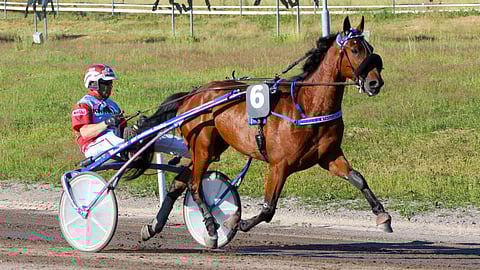 Stardust Comery on voittanut puolet uransa kilpailuista.