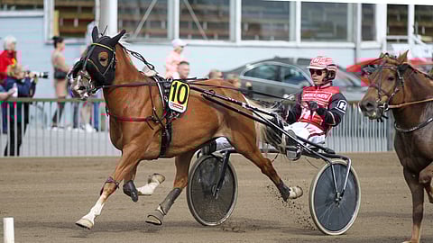 Kauniin Rohkee tavoittelee Jokimaalla lauantaina tosissaan Toto75-voittoa.