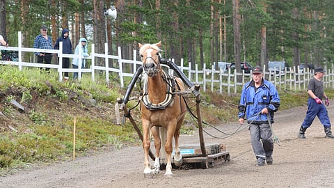 Kauko Tuominen ja Tähden Piirros vuoden 2022 työmestaruuksissa. 
