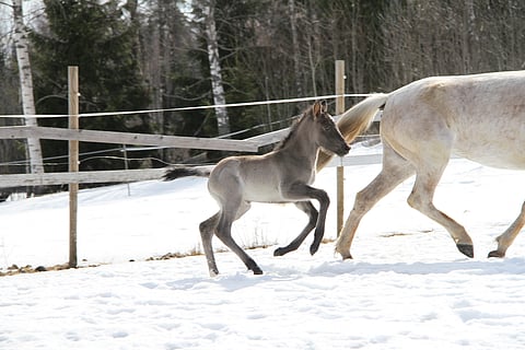 Varsa tuo pöhinää!
