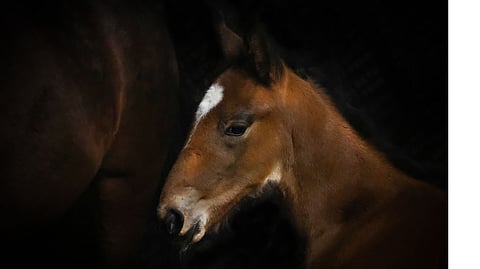 Kevään uudet tulokkaat ilahduttavat jokaista hevosihmistä.