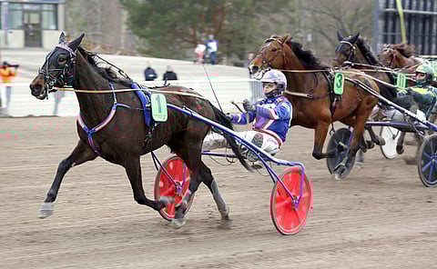 Olli Koivunen ohjasti Stonecapes Ulrican viime vuonna Uudenmaan Upeimmaksi.