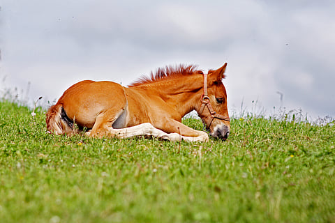 Suurin osa Suomessa syntyneistä varsoista syntyy 1–2 varsaa vuodessa kasvattaville pienkasvattajille. Heidän määränsä on vähentynyt ja se huolestuttaa alan toimijoita. 