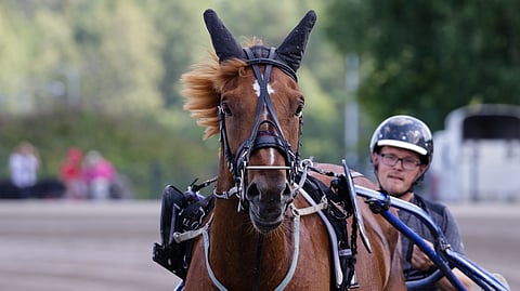 Iisalmelaisen Jukka Kauppisen valmentama Liekehtii on ideavihjeen varma.