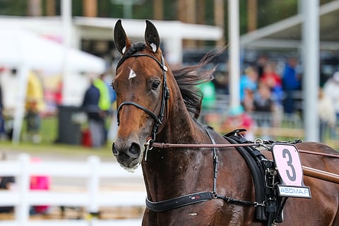 Mister Hercules lähtee metsästämään Seinäjoki Racen ykkössijaa.