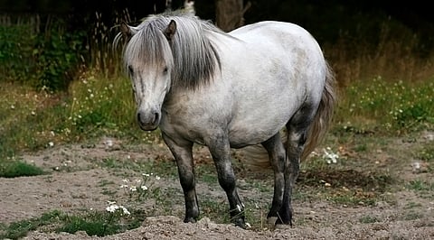 Lihavuus vaikuttaa ponien sekä hevosten suorituskykyyn ja terveyteen.