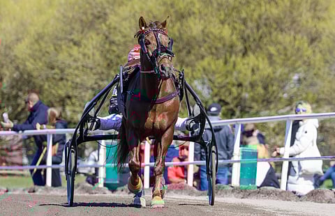 Evartti on yksi kisan suurimpia suosikkeja. Eikä ihme, sillä ori on jäänyt viimeksi kolmen parhaan ulkopuolelle yli vuosi sitten. 11 viimeistä kisaa on tuonut 8 voittoa ja 3 kakkossijaa.