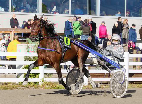 Stay Alert vaihtoi valmentajaa.