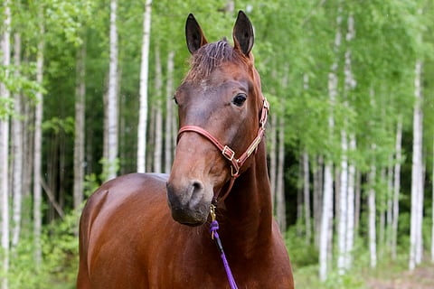 Felix Orlandon toivotaan nousevan Matias Salon tallin seuraavaksi tähtihevoseksi.