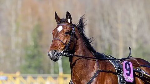 Astrum on ideavihjeen varmavalinta.