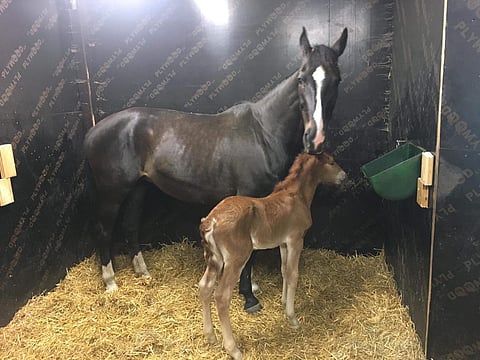 Toiset meistä syntyvät hoivaamaan. Hagel's Achat ja maanantaina orvoksi jäänyt suomenori. 